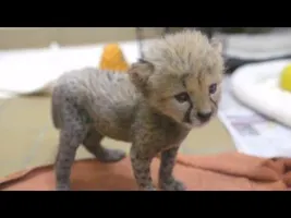 Rejected cheetah cub cuddles up with puppy pal Rejected cheetah cub cuddles up with puppy pal