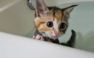 Kittens first bath! Kittens first bath!