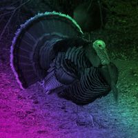 Turkey Burgers - Midi Mafia Recording | Smule Turkey Burgers - Midi Mafia Recording | Smule