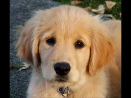 Cute Little Puppy Doing Cute things Cute Little Puppy Doing Cute things