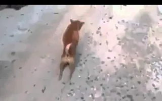 A dog pretend walk on two legs - Funny animal clips A dog pretend walk on two legs - Funny animal clips