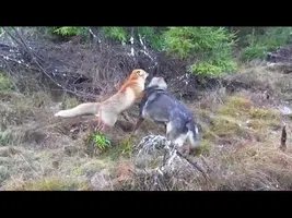 A Wild Fox And A Dog Met In The Woods...Next Is Going To Melt Your Heart A Wild Fox And A Dog Met In The Woods...Next Is Going To Melt Your Heart