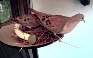 Doves chicks die in nest; How the parents reacted Doves chicks die in nest; How the parents reacted