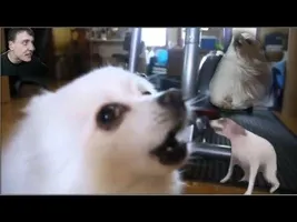 bork till you're dead bork till you're dead