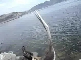 Pelican Yawning? Pelican Yawning?