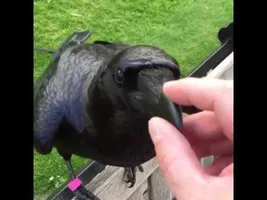 Bird Vine Compilation