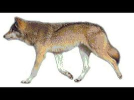 Incredibly Realistic Wolf Animation Incredibly Realistic Wolf Animation