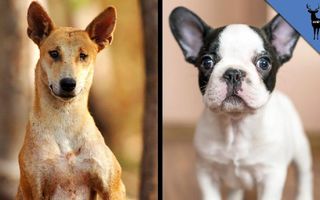 Dingos Are NOT Dogs Dingos Are NOT Dogs
