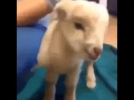Baby Goat Yelling and giving all he got! Must See Video!