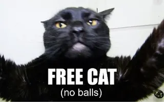 Talking Kitty - Free cat, no balls. Talking Kitty - Free cat, no balls.