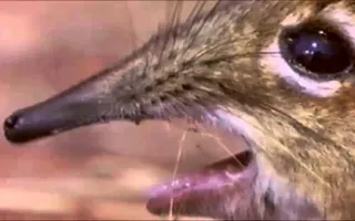 Take A Closer Look At That Snout!