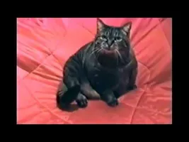 Cat has a Vietnam flashback Cat has a Vietnam flashback