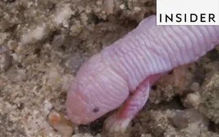 Creature Looks Like a Worm with Arms Creature Looks Like a Worm with Arms