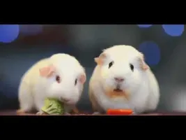 Hello darkness my old friend "version two guinea pigs" Hello darkness my old friend "version two guinea pigs"