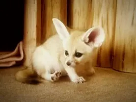 Top 10 Cutest Creatures Top 10 Cutest Creatures