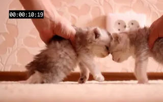 (Cat's crash test) Краштест (Жесть и нереально!!) (Cat's crash test) Краштест (Жесть и нереально!!)