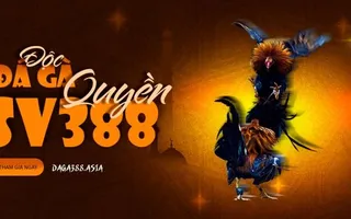 Đá gà Sv388 - Link xem trực tiếp đá gà tại Daga388 Đá gà Sv388 - Link xem trực tiếp đá gà tại Daga388
