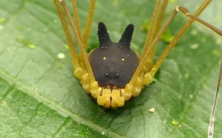 Real Monstrosities: Bunny Harvestman Real Monstrosities: Bunny Harvestman