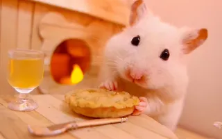 ? Hamster eats a pumpkin pie ?