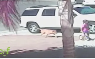 Hero Cat Saves Toddler From Dog Attack Hero Cat Saves Toddler From Dog Attack
