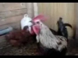 Longest rooster crow