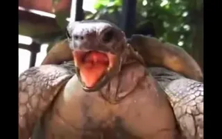 Extreme Animals Making Hilarious Funny Noises Extreme Animals Making Hilarious Funny Noises