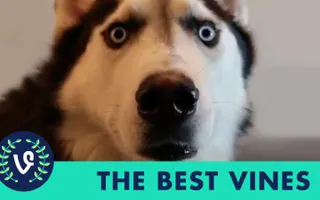 NEW The Best Vines of February 2015 | Part 2 Vine Compilation NEW The Best Vines of February 2015 | Part 2 Vine Compilation