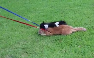 Simon the Cat Refuses To Dog Simon the Cat Refuses To Dog