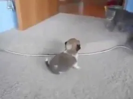 Puppy and cat fight