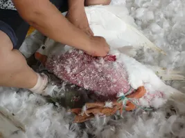 Geese Plucked Alive, Tossed Aside Bloody and Raw for Down Geese Plucked Alive, Tossed Aside Bloody and Raw for Down