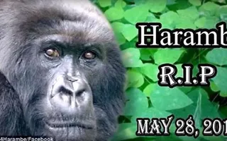 There's A Metal Song Dedicated To Harambe - Kerrang! There's A Metal Song Dedicated To Harambe - Kerrang!