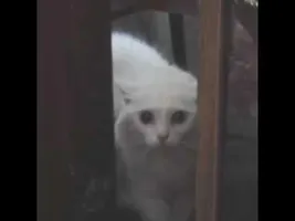 Animals singing Wake me up