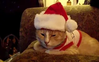 Christmas Cat in the Hat Christmas Cat in the Hat