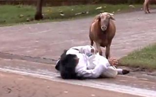 Angry Billy Goat Terrorizes Town Angry Billy Goat Terrorizes Town