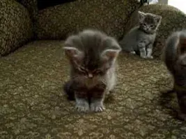 Little Kitten So Tired. Cutest vid ever!!! Little Kitten So Tired. Cutest vid ever!!!