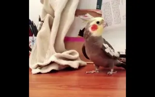 bird fucking kills itself bird fucking kills itself