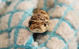 SNAKES Can Be SO CUTE - Funny Snake Pets Videos Vines COMPILATION 2017 SNAKES Can Be SO CUTE - Funny Snake Pets Videos Vines COMPILATION 2017