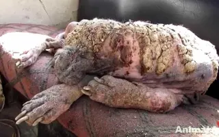 Awe-inspiring recovery of a dog turning to stone from mange Awe-inspiring recovery of a dog turning to stone from mange
