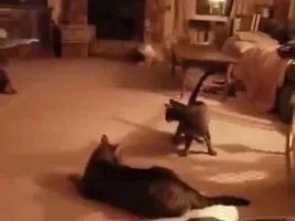 Kitty light catchers to rescue!