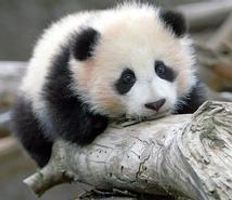 animals, cute, panda, pandas, san diego, zhen zhen - image #2570 on Favim.com animals, cute, panda, pandas, san diego, zhen zhen - image #2570 on Favim.com
