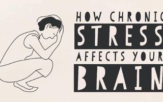 How stress affects your brain - Madhumita Murgia How stress affects your brain - Madhumita Murgia