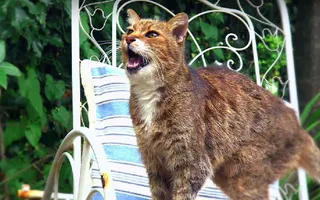 Why Do Cats Miaow? - Cats Uncovered - BBC Why Do Cats Miaow? - Cats Uncovered - BBC
