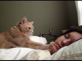 Cute cats waking up owners - Funny cat compilation Cute cats waking up owners - Funny cat compilation