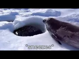 Captioned Seal (Sea Doggo) Captioned Seal (Sea Doggo)