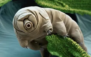 BBC - Earth - Tardigrades return from the dead