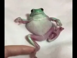 Dat Boi frog.