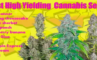 Best High Yield Strains Seeds in 2022 - cannabis-md.com Best High Yield Strains Seeds in 2022 - cannabis-md.com