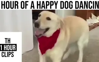 1 Hour of a Happy Dog Dancing 1 Hour of a Happy Dog Dancing