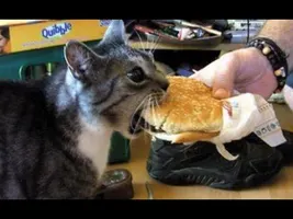 Cats Saying "Nom Nom Nom" While Eating Compilation Cats Saying "Nom Nom Nom" While Eating Compilation