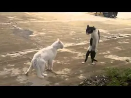 funny cats,funny cat videos,funny animals,funny video,cats funny,funny videos,funny cat funny cats,funny cat videos,funny animals,funny video,cats funny,funny videos,funny cat